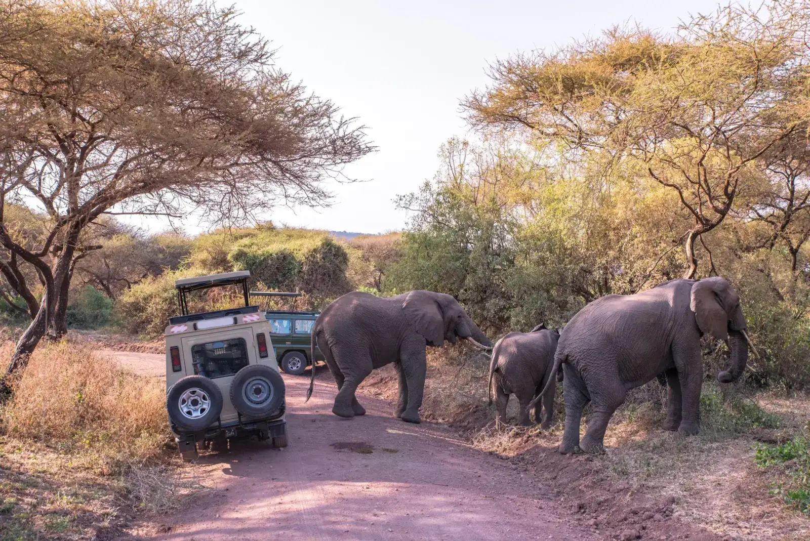 Manyara Elephants