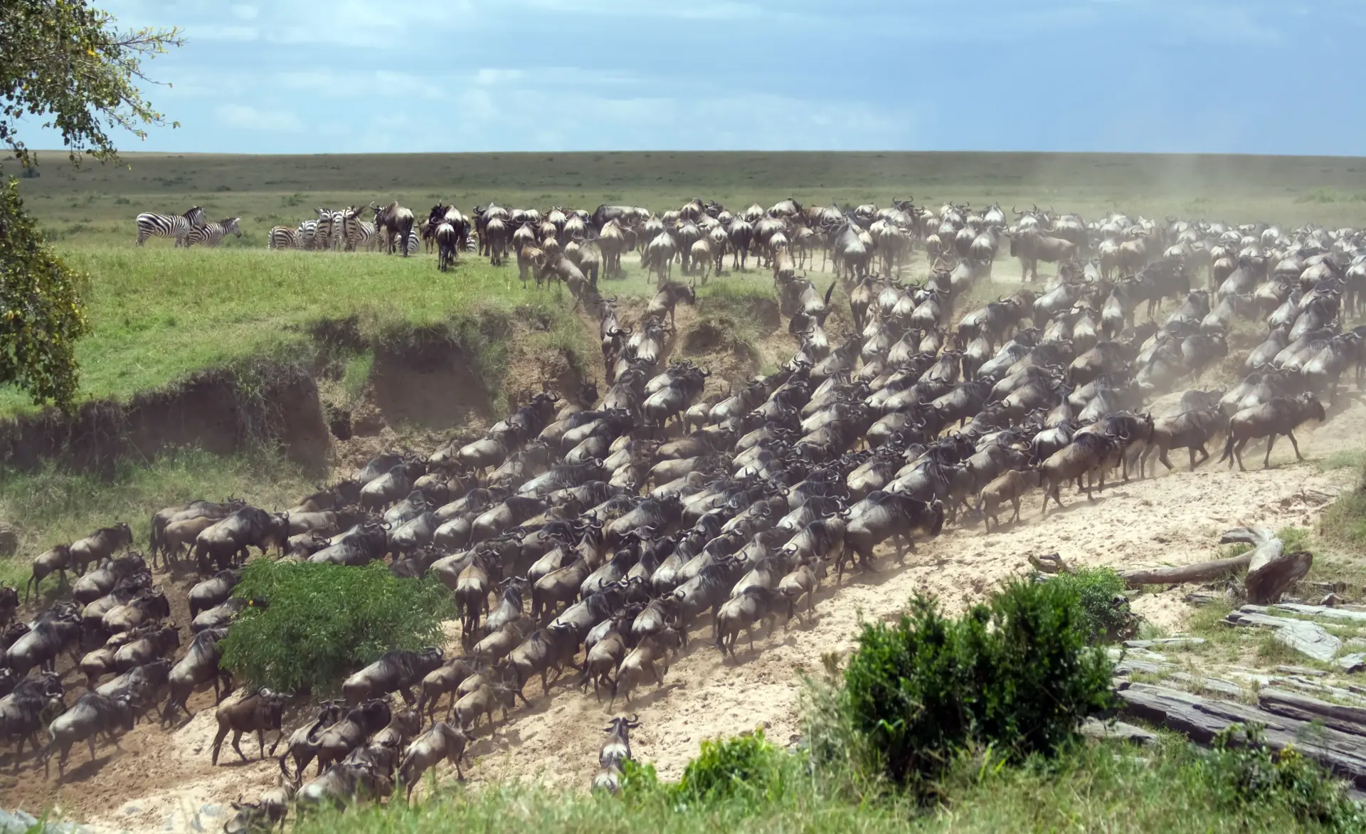 Serengeti Migration