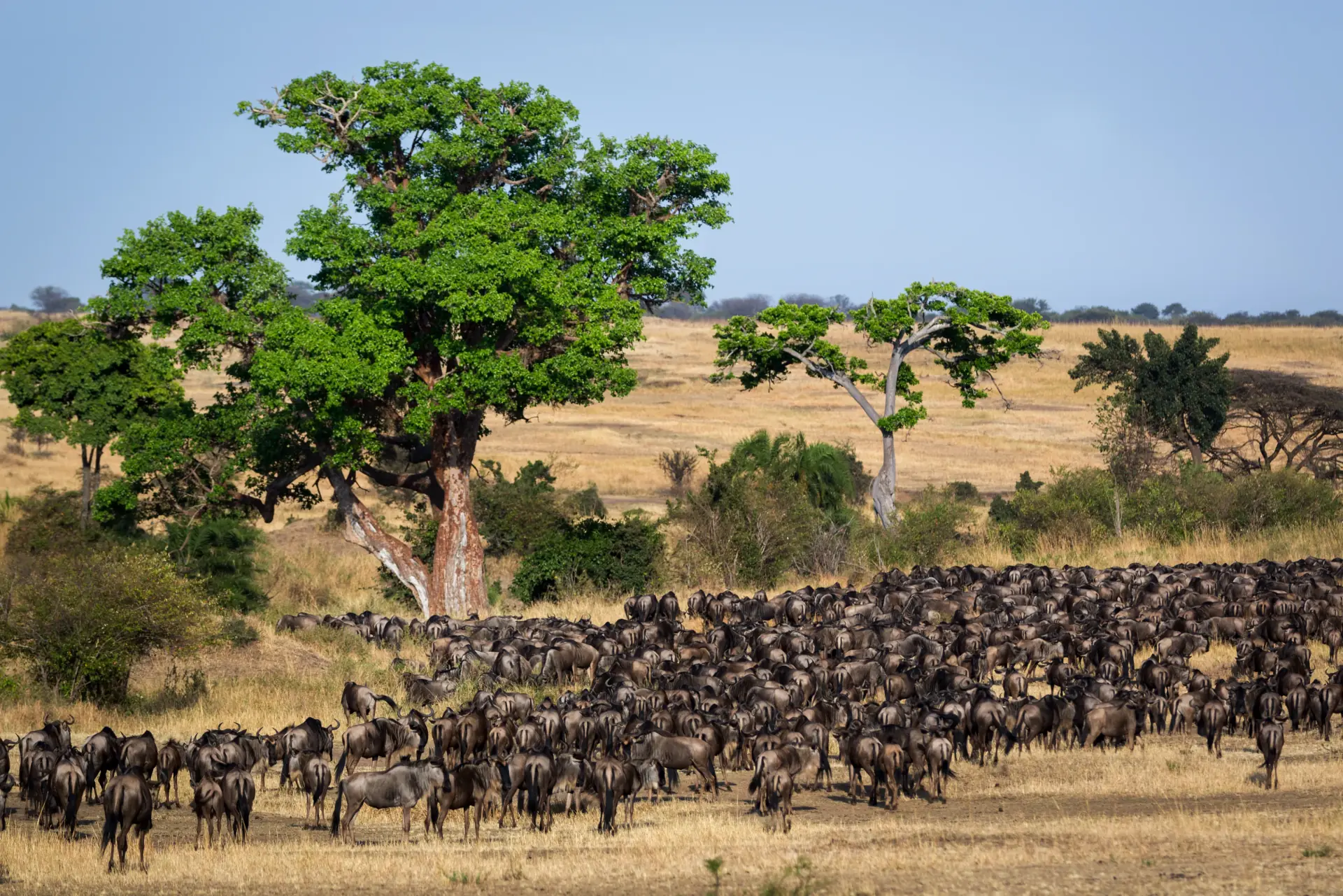Serengeti Landscape