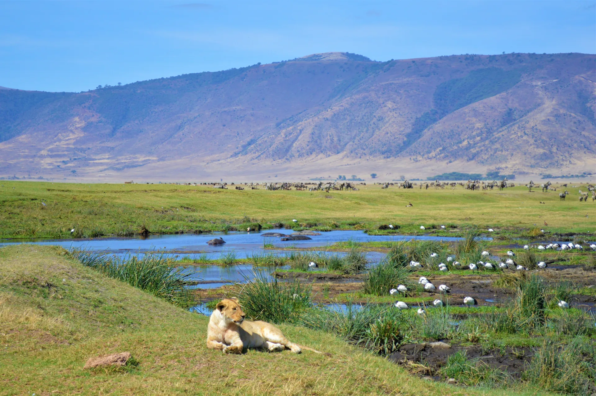Ngorongoro Wildlife