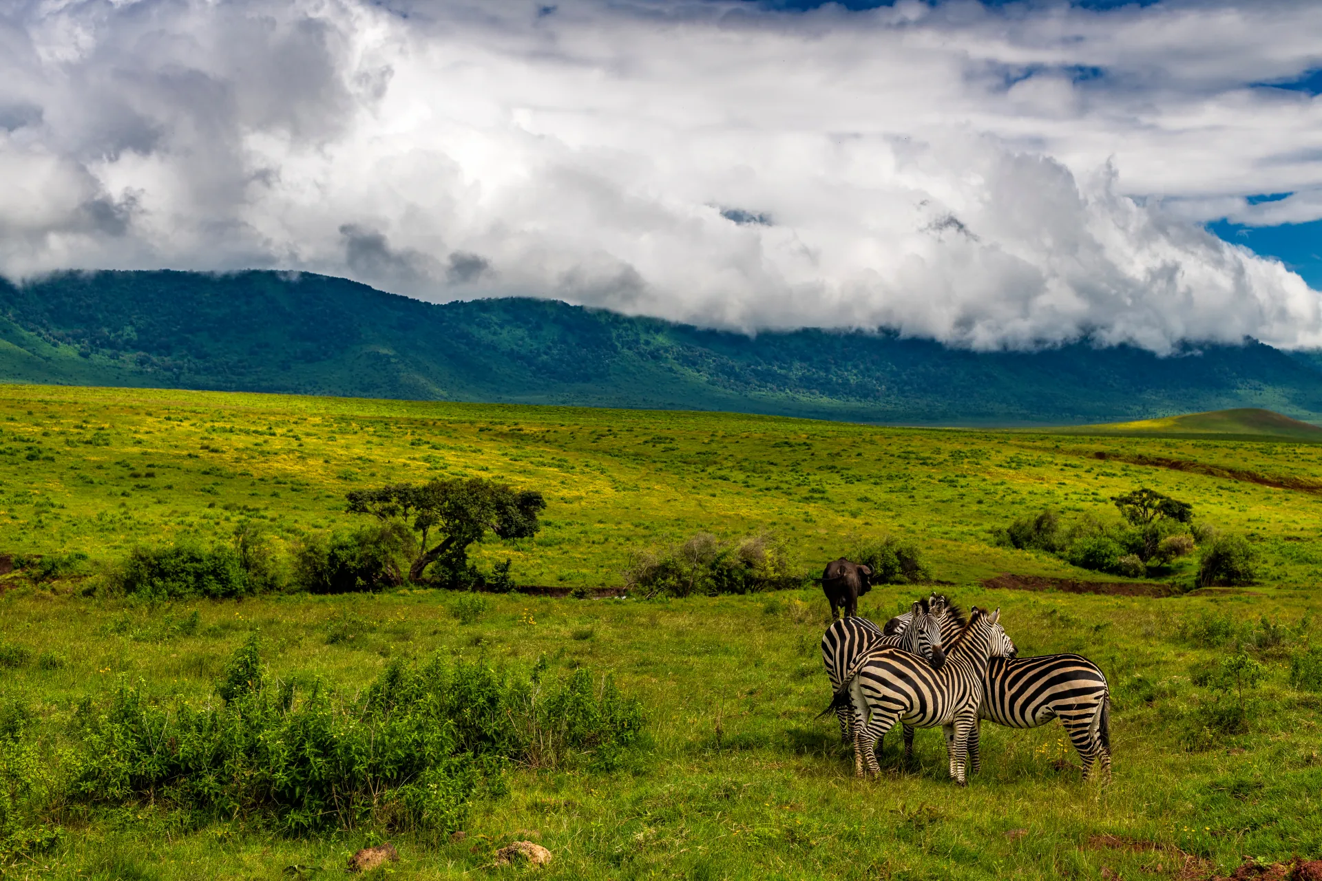 Rhino in Ngorongoro