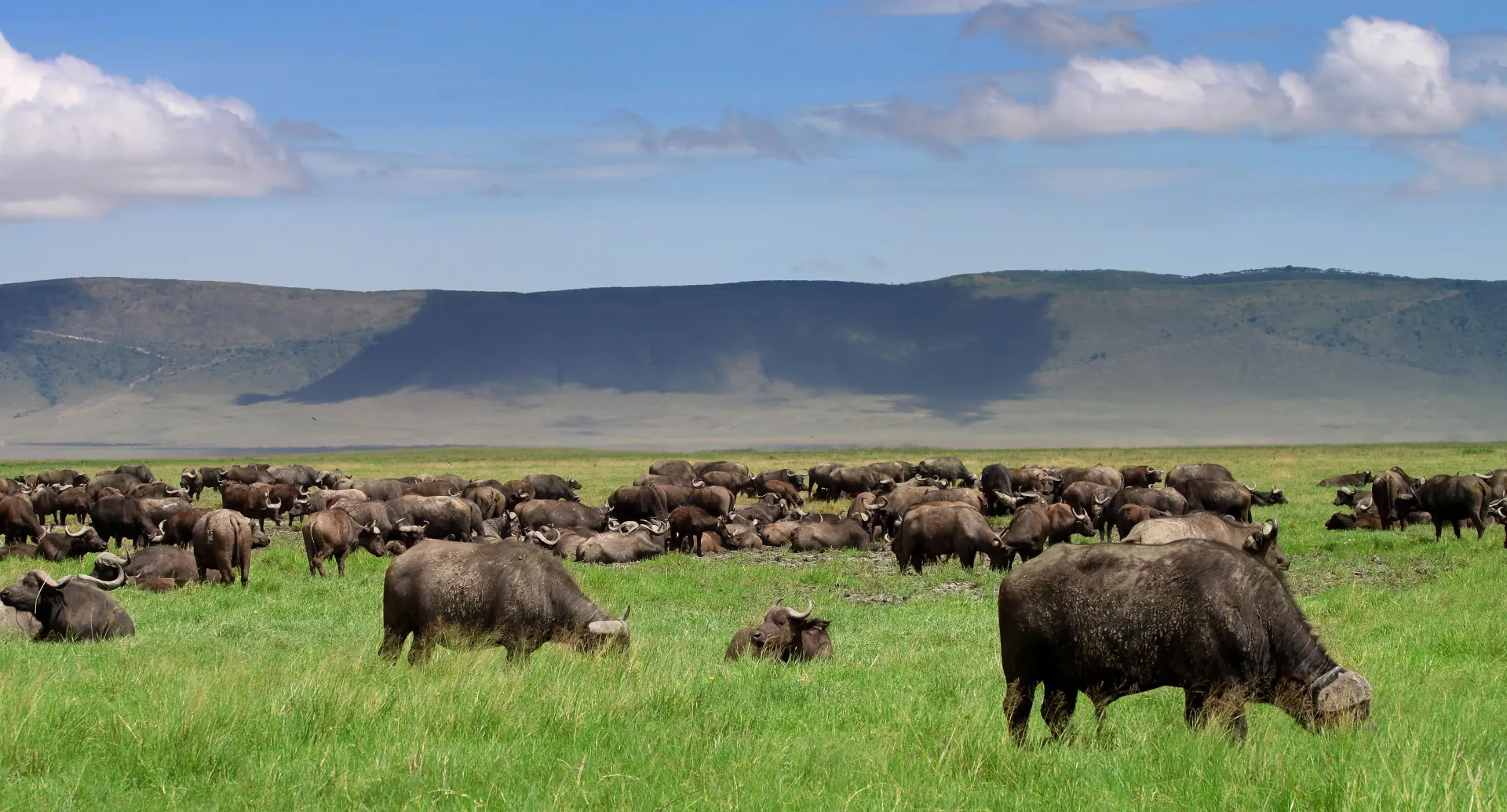 Lions in Ngorongoro