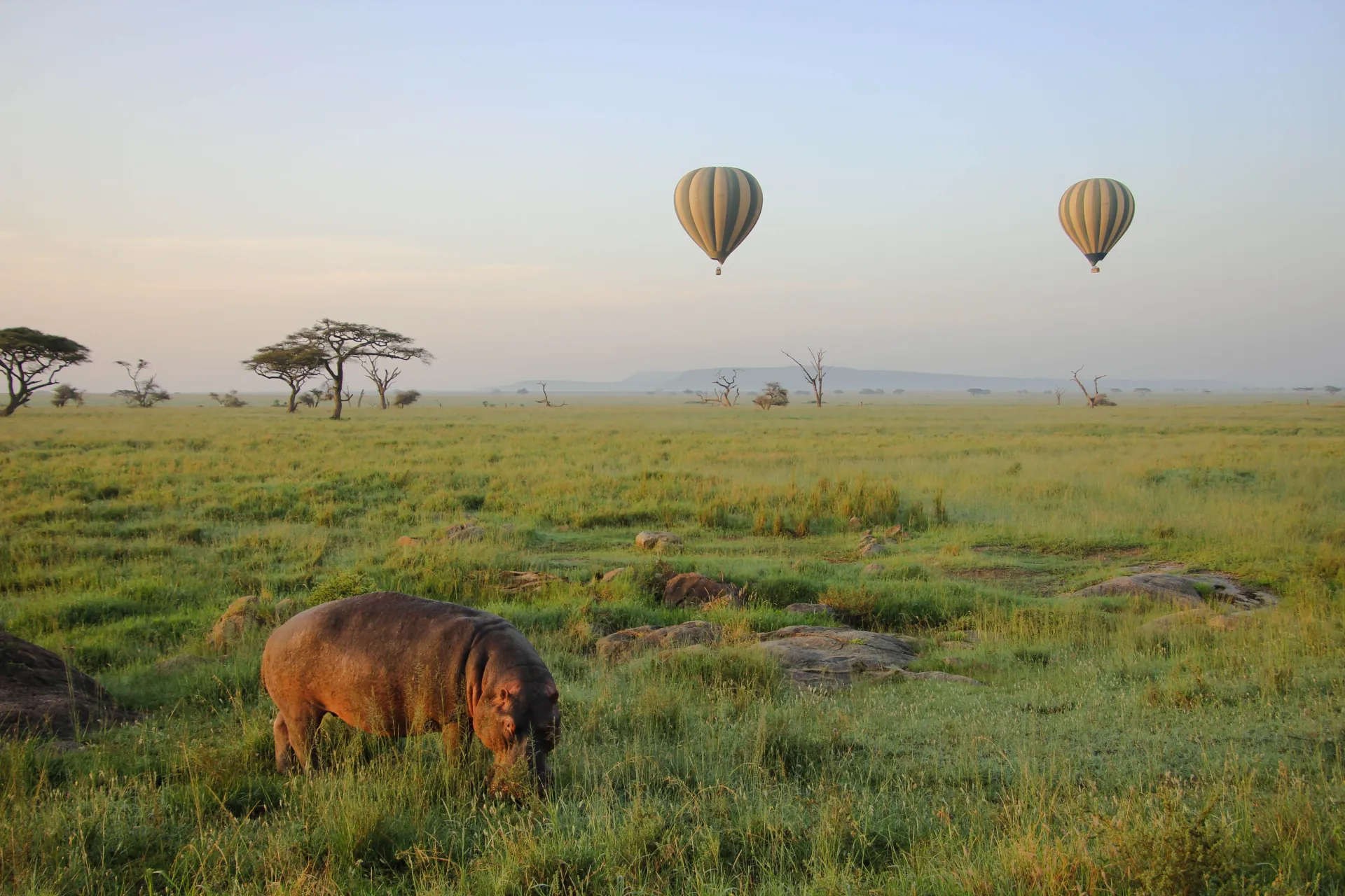 Serengeti Elephant