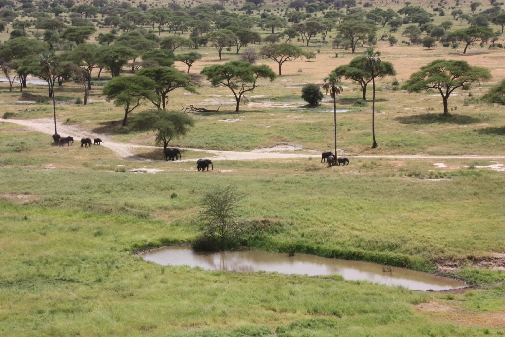 Tarangire Landscape