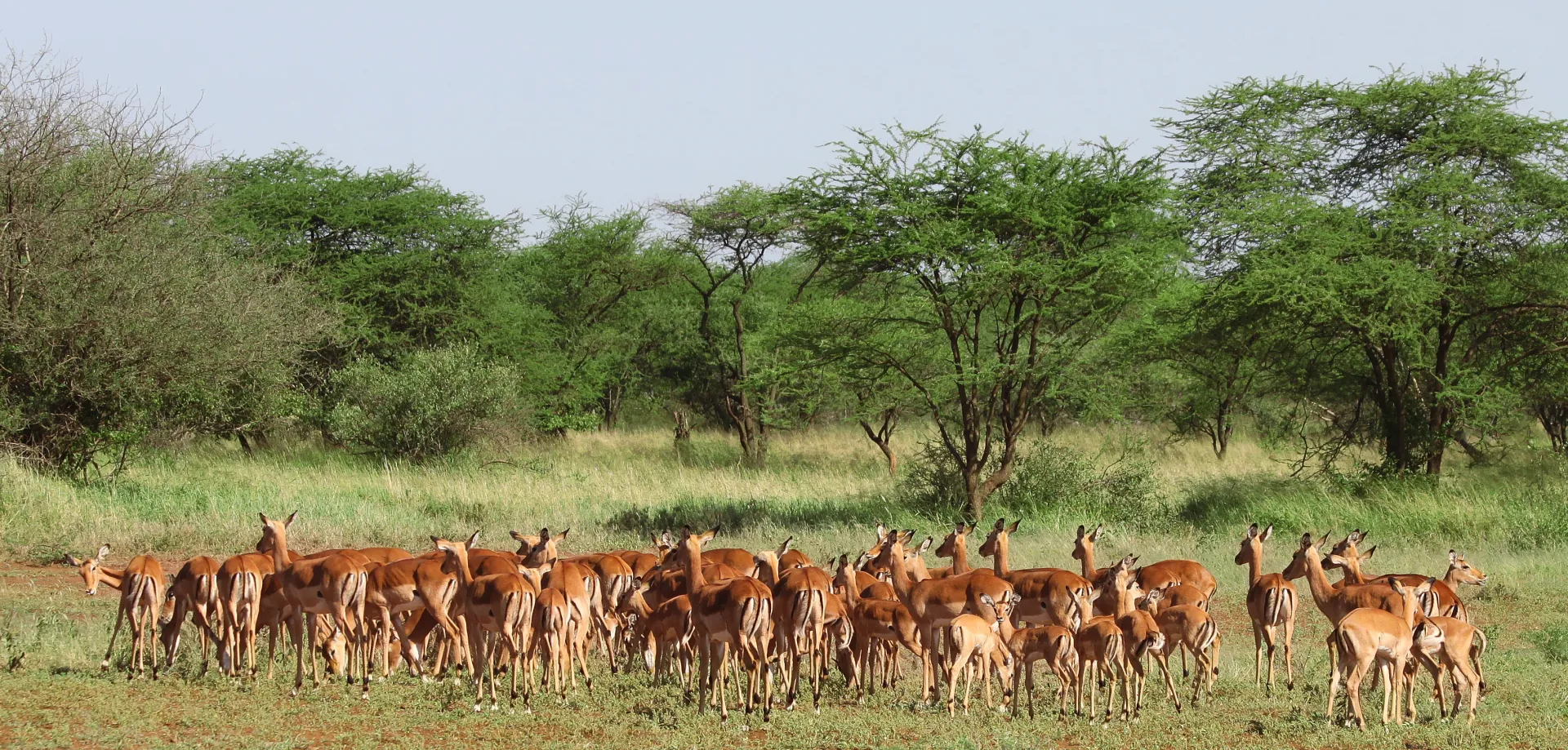 Tarangire Zebras